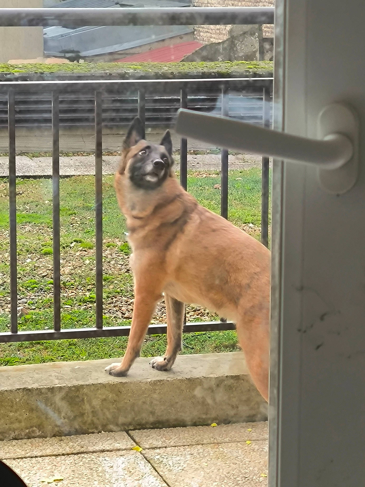 Pimkie participe au concours pour gagner de l'argent avec cette photo : canidae, carnivore, collar, companion_dog, dog, dog_breed, dog_supply, door, fawn, fence, pet_supply, plant, snout, sporting_group, tail, terrestrial_animal, tints_and_shades, window, wood, working_animal