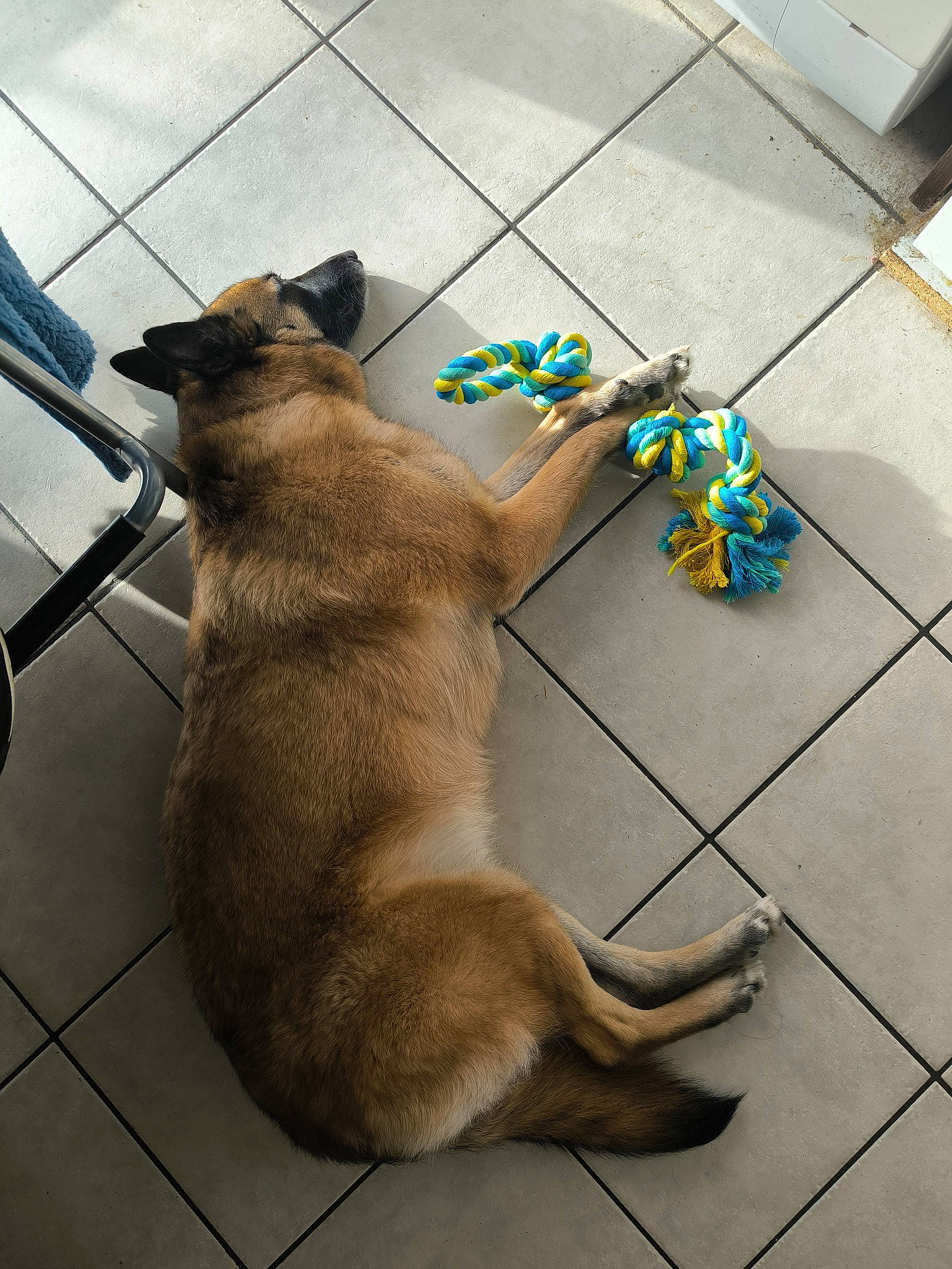 Pimkie participe au concours pour gagner de l'argent avec cette photo : carnivore, collar, companion_dog, dog, dog_breed, domestic_short_haired_cat, fawn, felidae, floor, flooring, fur, leash, paw, pet_supply, road_surface, small_to_medium_sized_cats, tail, terrestrial_animal, tile_flooring, whiskers