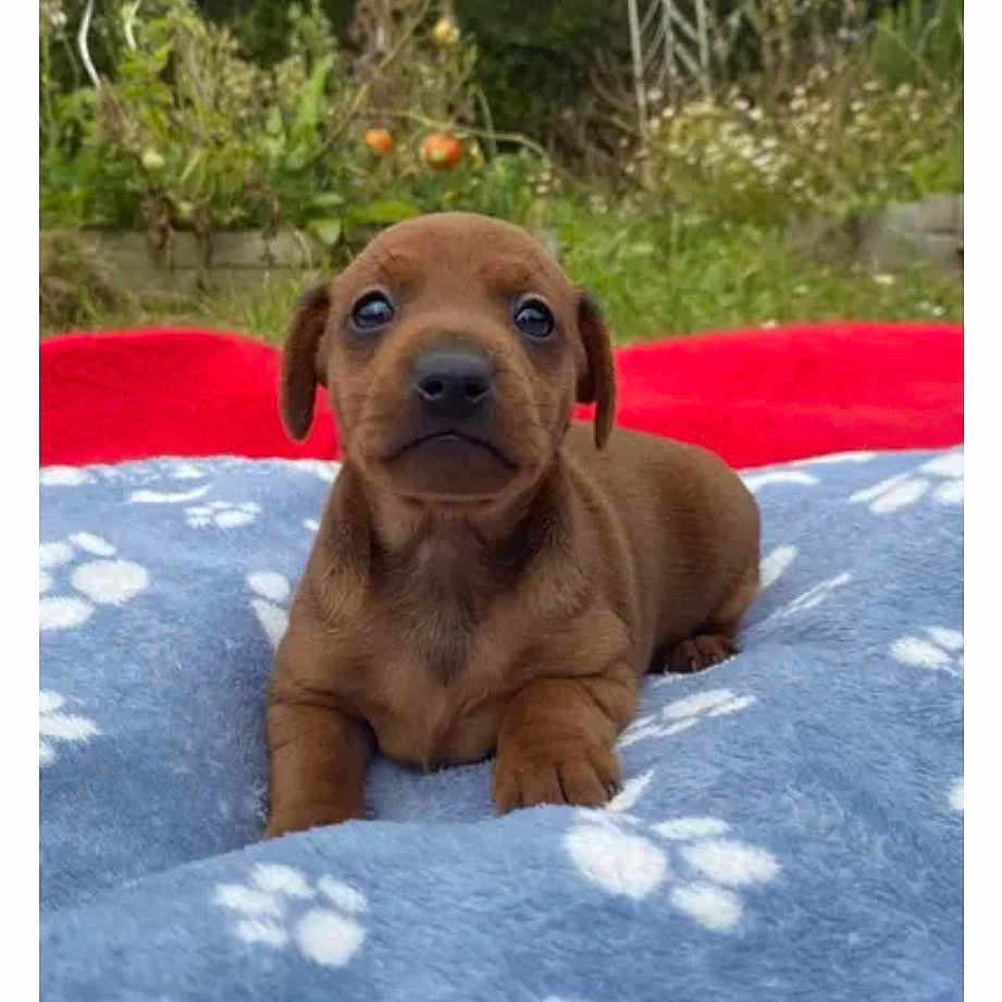 Pat a rejoint le concours — aidez-le/la à gagner de superbes lots ! adaptation, canidae, carnivore, collar, companion_dog, dog, dog_breed, dog_collar, dog_supply, fawn, grass, hat, liver, pet_supply, photo_caption, plant, rectangle, snout, sporting_group, working_animal