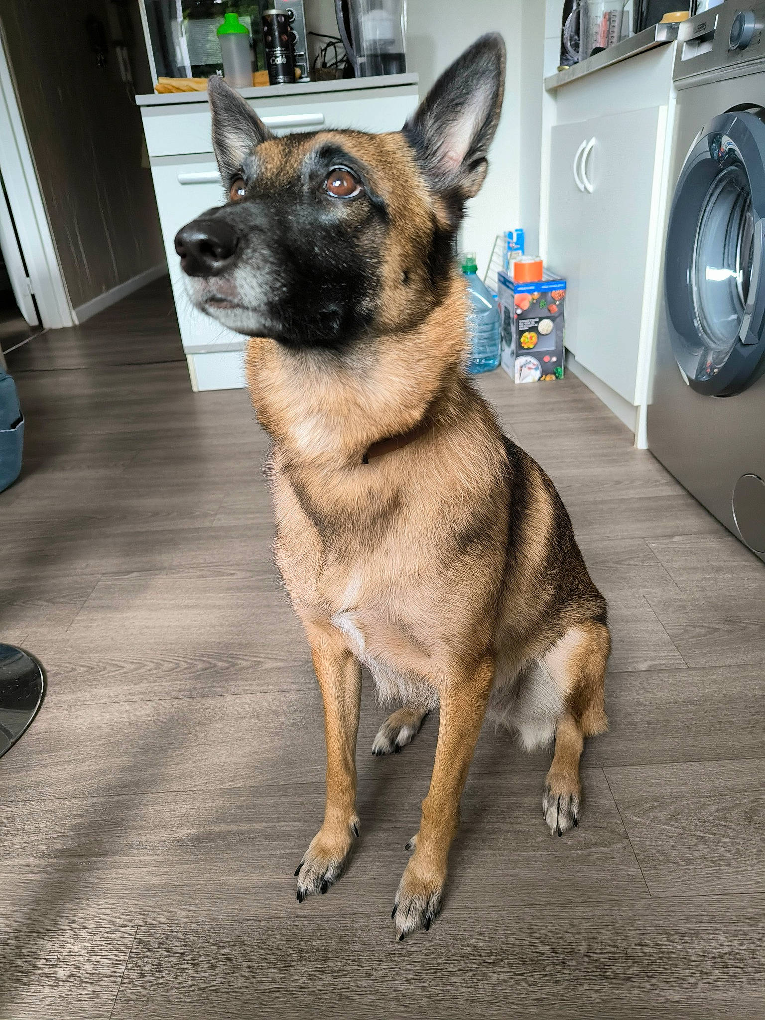 Pimkie participe au concours pour gagner de l'argent avec cette photo : canidae, carnivore, clothes_dryer, collar, companion_dog, dog, dog_breed, dog_supply, fawn, flooring, fur, german_shepherd_dog, herding_dog, home_appliance, laundry_room, pet_supply, snout, sporting_group, washing_machine, working_animal