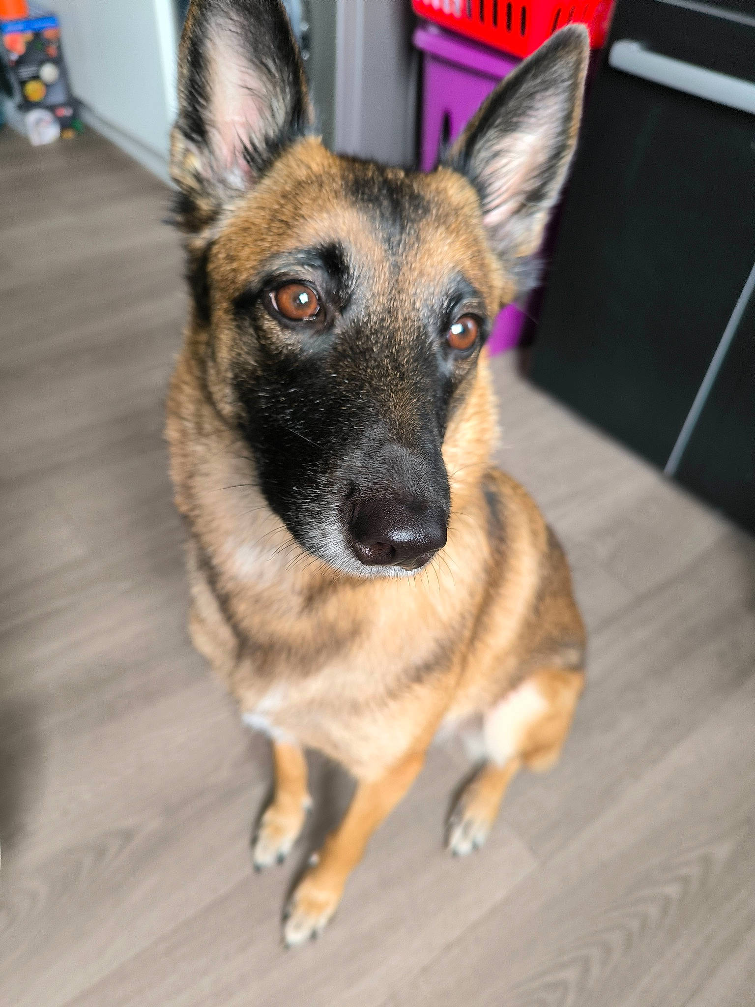 Pimkie a rejoint le concours — aidez-le/la à gagner de superbes lots ! canidae, carnivore, collar, companion_dog, dog, dog_breed, dog_supply, eye, fawn, fur, herding_dog, plant, snout, sporting_group, terrestrial_animal, whiskers, working_animal, working_dog