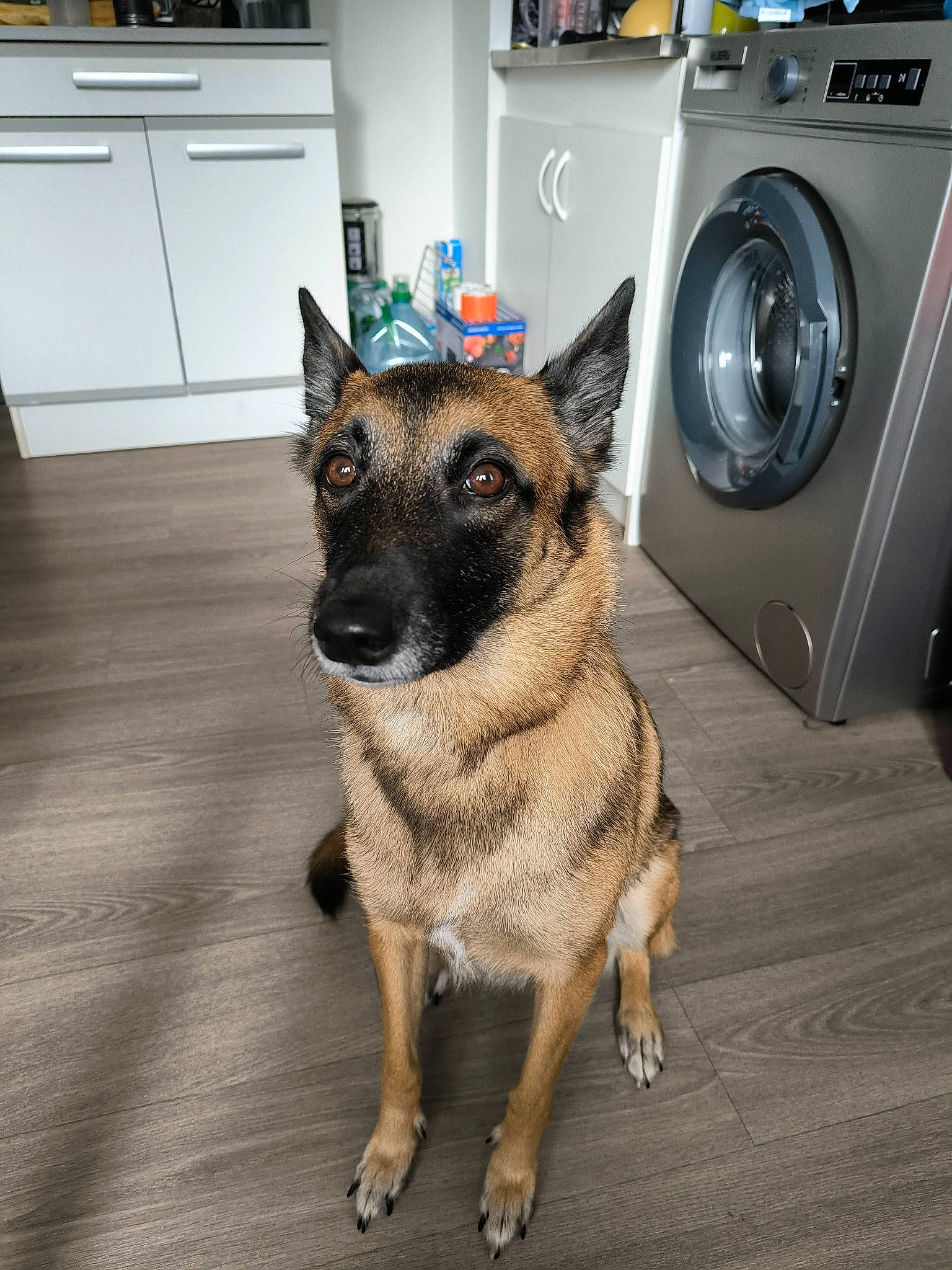 Pimkie participe au concours pour gagner de l'argent avec cette photo : cabinetry, carnivore, clothes_dryer, companion_dog, dog, dog_breed, door, drawer, fawn, floor, flooring, german_shepherd_dog, home_appliance, kitchen_appliance, laundry, laundry_room, major_appliance, washing_machine, wood, working_animal