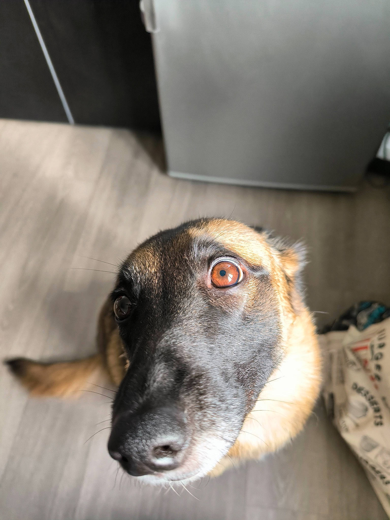 Pimkie participe au concours pour gagner de l'argent avec cette photo : canidae, carnivore, companion_dog, dog, dog_breed, fawn, flooring, fur, non_sporting_group, sporting_group, terrestrial_animal, whiskers, wood, working_animal, working_dog