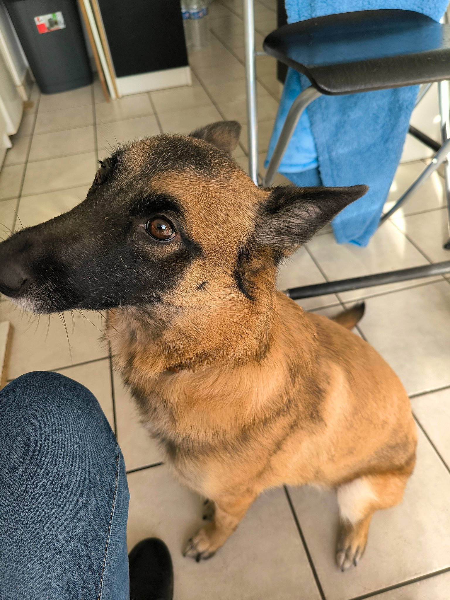 Pimkie participe au concours pour gagner de l'argent avec cette photo : canidae, carnivore, chair, companion_dog, dog, dog_breed, fawn, flooring, fur, german_shepherd_dog, herding_dog, king_shepherd, kitchen_appliance, sporting_group, terrestrial_animal, working_animal, working_dog