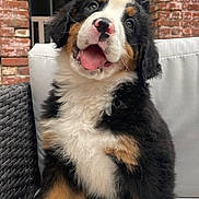 Usko participe au concours pour gagner de l'argent avec cette photo : bernese_mountain_dog, puppy, dog, cute, fluffy, sitting, outdoor, chair, white_cushion, brick_wall, window, tongue_out, happy, pet, animal, furry, paw, head_tilt, smiling, young