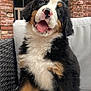 bernese_mountain_dog, puppy, dog, cute, fluffy, sitting, outdoor, chair, white_cushion, brick_wall, window, tongue_out, happy, pet, animal, furry, paw, head_tilt, smiling, young