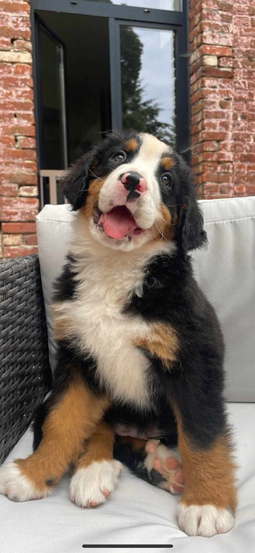 Usko participe au concours pour gagner de l'argent avec cette photo : bernese_mountain_dog, puppy, dog, cute, fluffy, sitting, outdoor, chair, white_cushion, brick_wall, window, tongue_out, happy, pet, animal, furry, paw, head_tilt, smiling, young