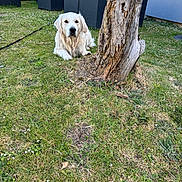 Volt participe au concours pour gagner de l'argent avec cette photo : dog, golden_retriever, grass, tree_stump, outdoor_furniture, backyard, greenery, sunlight, pet, canine, nature, relaxing, summer, garden, leisure, animal, domestic, resting, yard, wood
