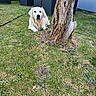 dog, golden_retriever, grass, tree_stump, outdoor_furniture, backyard, greenery, sunlight, pet, canine, nature, relaxing, summer, garden, leisure, animal, domestic, resting, yard, wood