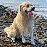 animal, canine, clouds, coastline, daytime, dog, golden_retriever, happy, houses, landscape, nature, outdoor, pet, rocky_shore, sea, sitting, sky, tongue_out, water, wet_fur