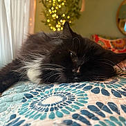 Ares joined the competition — help win amazing prizes! cat, black_cat, white_fur, fluffy, resting, sleepy, indoor, quilt, patterned_textile, blue, white, cozy, cushion, fairy_lights, blurred_background, window, curtains, whiskers, paw, relaxation