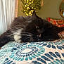 cat, black_cat, white_fur, fluffy, resting, sleepy, indoor, quilt, patterned_textile, blue, white, cozy, cushion, fairy_lights, blurred_background, window, curtains, whiskers, paw, relaxation