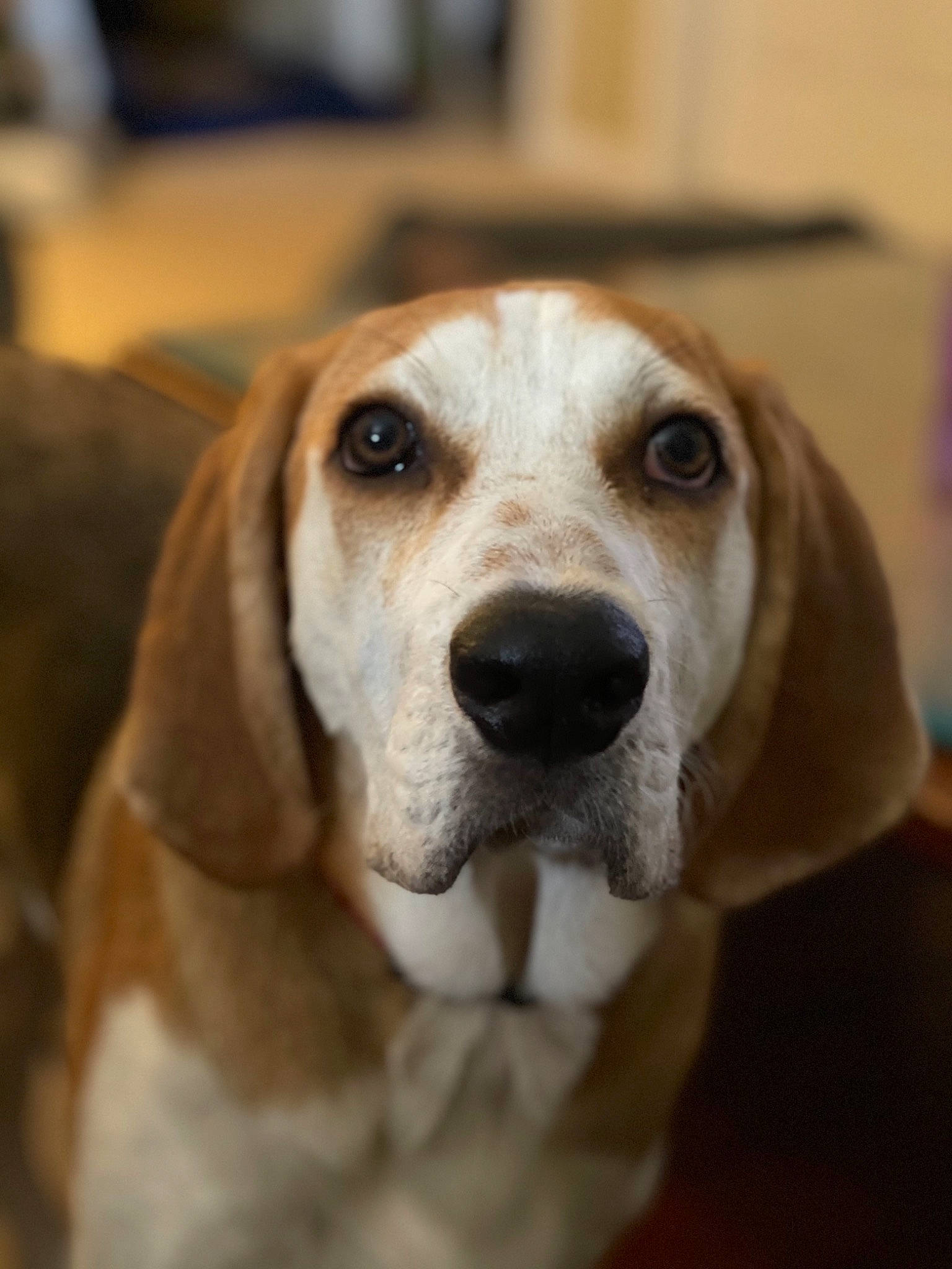 Winston is registered to the contest to win money with this photo: canidae, carnivore, companion_dog, dog, dog_breed, ear, eye, fawn, fur, hunting_dog, puppy, scent_hound, snout, sporting_group, terrestrial_animal, whiskers, wood, working_animal