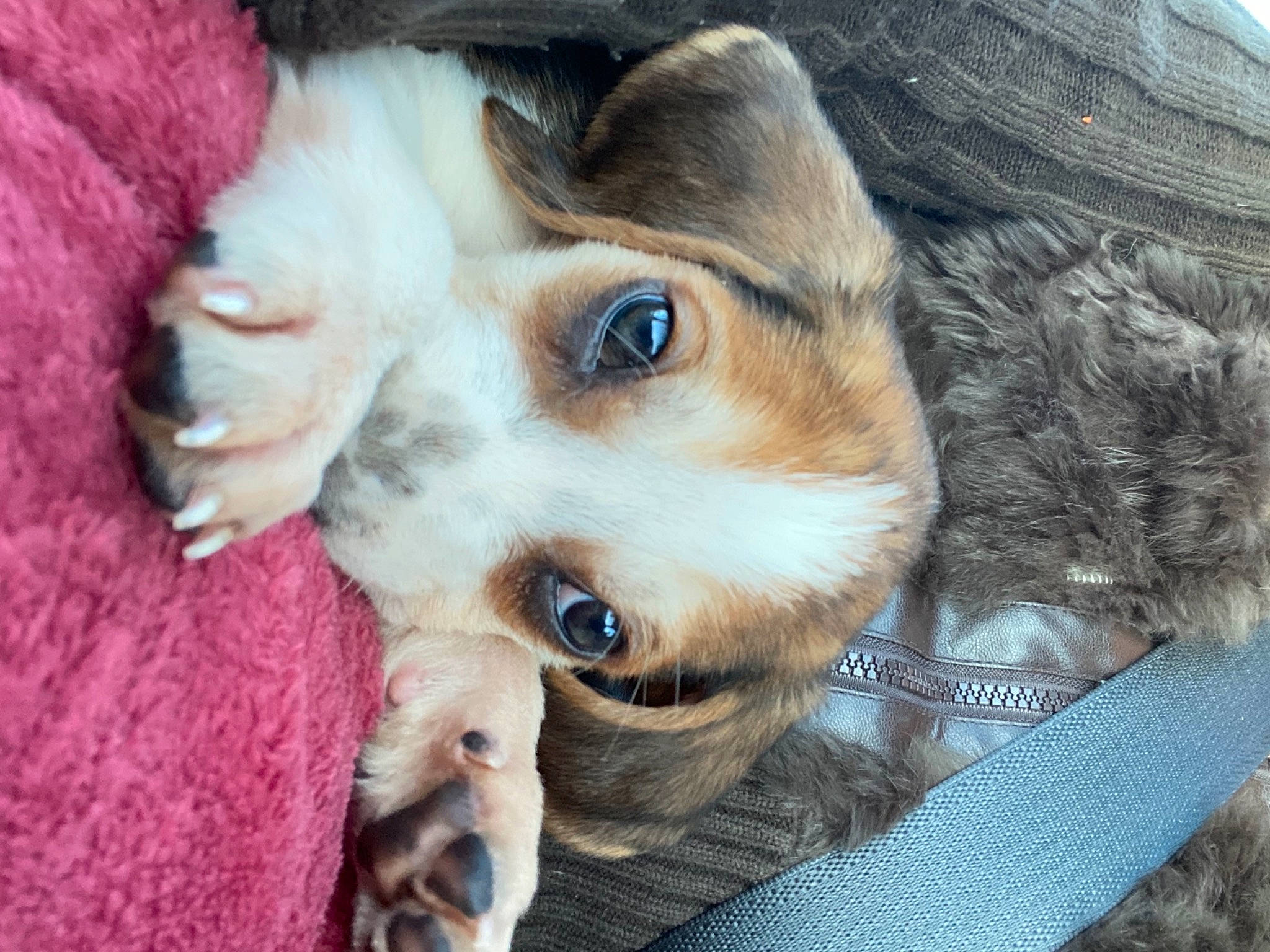 Winston is registered to the contest to win money with this photo: canidae, carnivore, close_up, companion_dog, dog, dog_breed, fawn, fur, iris, natural_material, non_sporting_group, pet_supply, puppy, skin, snout, whiskers, working_animal, working_dog