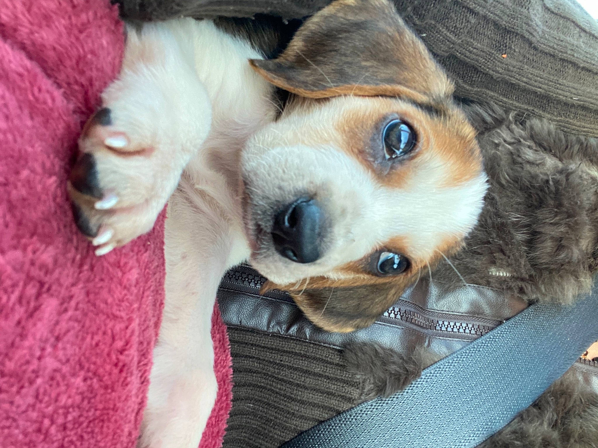 Winston joined the competition — help win amazing prizes! canidae, carnivore, collar, companion_dog, dog, dog_breed, dog_supply, fawn, fur, linens, liver, natural_material, pet_supply, snout, sporting_group, tongue, vertebrate, whiskers, working_animal, working_dog