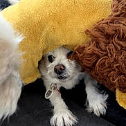 Bubba joined the competition — help win amazing prizes! puppy, dog, white_fur, black_fur, small_dog, pet, animal, cushion, blanket, yellow, brown, sleeping, peeking, paws, collar, indoor, cozy, cute, portrait, playful