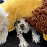 puppy, dog, white_fur, black_fur, small_dog, pet, animal, cushion, blanket, yellow, brown, sleeping, peeking, paws, collar, indoor, cozy, cute, portrait, playful