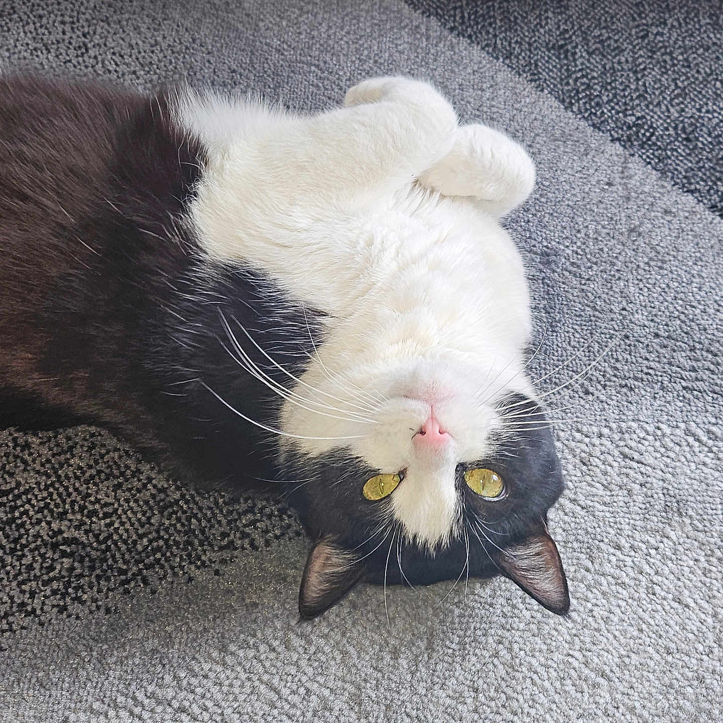 Kotka a rejoint le concours — aidez-le/la à gagner de superbes lots ! abyssinian, angora, animal, architecture, blackcat, bodypart, cat, couch, furniture, hardwood, homedecor, kitten, manx, mouth, person, pet, rug, siamese, sleeping, wood