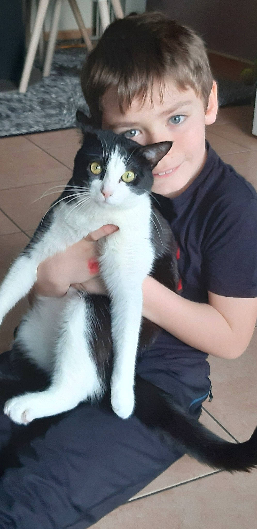 Kotka participe au concours pour gagner de l'argent avec cette photo : aegean_cat, american_wirehair, asian, carnivore, cat, domestic_short_haired_cat, felidae, japanese_bobtail, kitten, leg, mammal, polydactyl_cat, small_to_medium_sized_cats, tail, whiskers