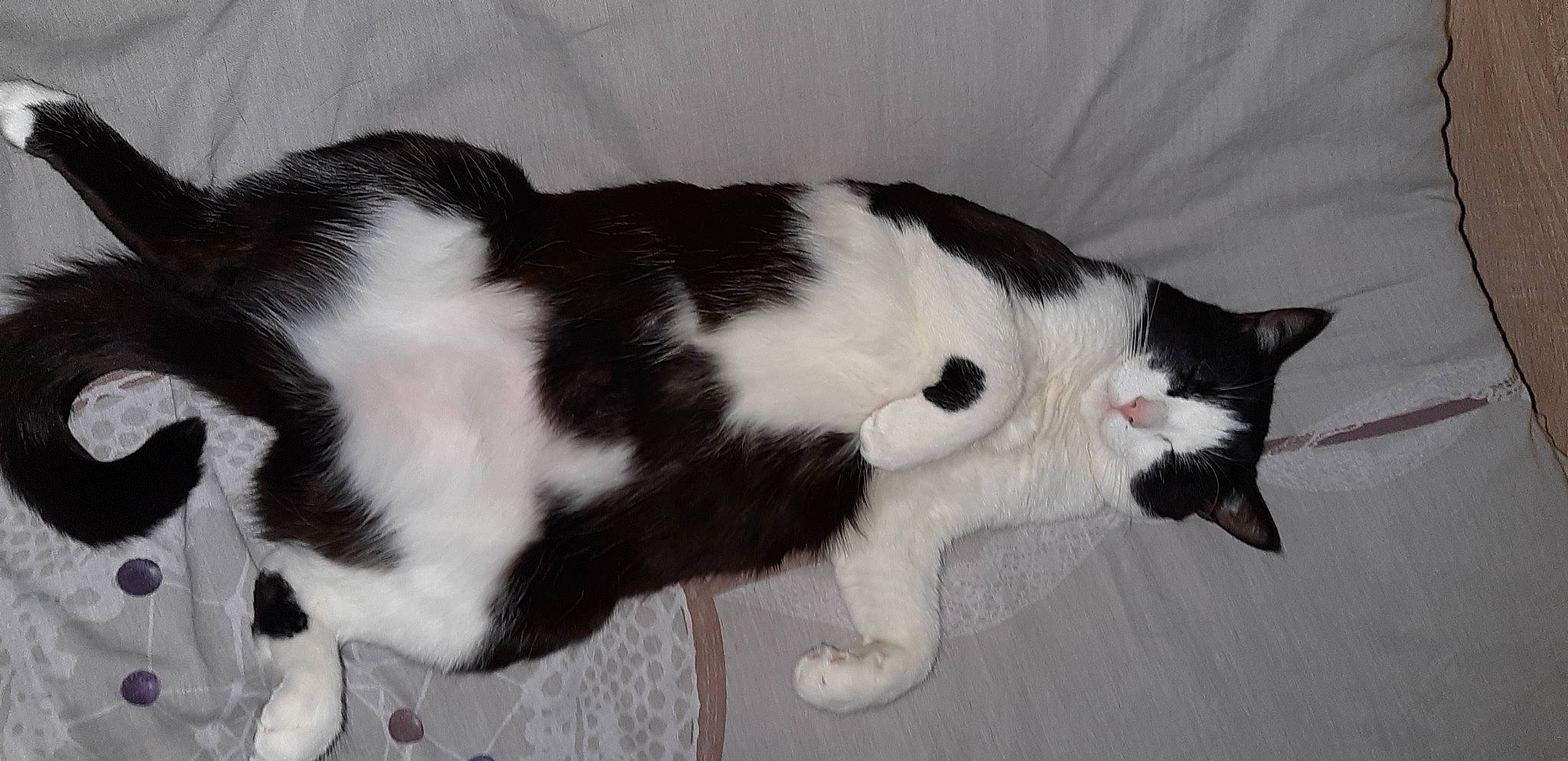 Kotka a rejoint le concours — aidez-le/la à gagner de superbes lots ! american_wirehair, black_and_white, carnivore, cat, domestic_short_haired_cat, felidae, fur, japanese_bobtail, kitten, mammal, small_to_medium_sized_cats, tail, whiskers