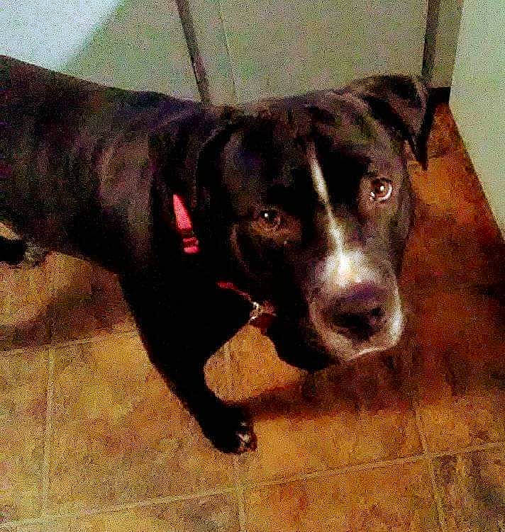 Rocky joined the competition — help win amazing prizes! alaunt, american_pit_bull_terrier, beagador, canidae, carnivore, dog, dog_breed, fawn, labrador_retriever, mammal, non_sporting_group, snout, sporting_group, vertebrate