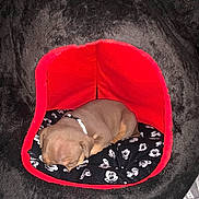 Mileena is registered to the contest to win money with this photo: puppy, dog, sleeping, pet_bed, plush, black, red, mickey_mouse, cushion, indoor, cute, small, cozy, resting, animal, domestic_animal, comfort, snug, fur, young