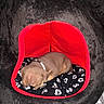 puppy, dog, sleeping, pet_bed, plush, black, red, mickey_mouse, cushion, indoor, cute, small, cozy, resting, animal, domestic_animal, comfort, snug, fur, young