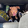 Mileena is registered to the contest to win money with this photo: puppy, dog, car_interior, slurpee_cup, water_bottle, shoe, legs, happy, smiling, brown_dog, pet, floor_mat, casual, seating, footwear, sunlight, cute, looking_up, indoor, closeup