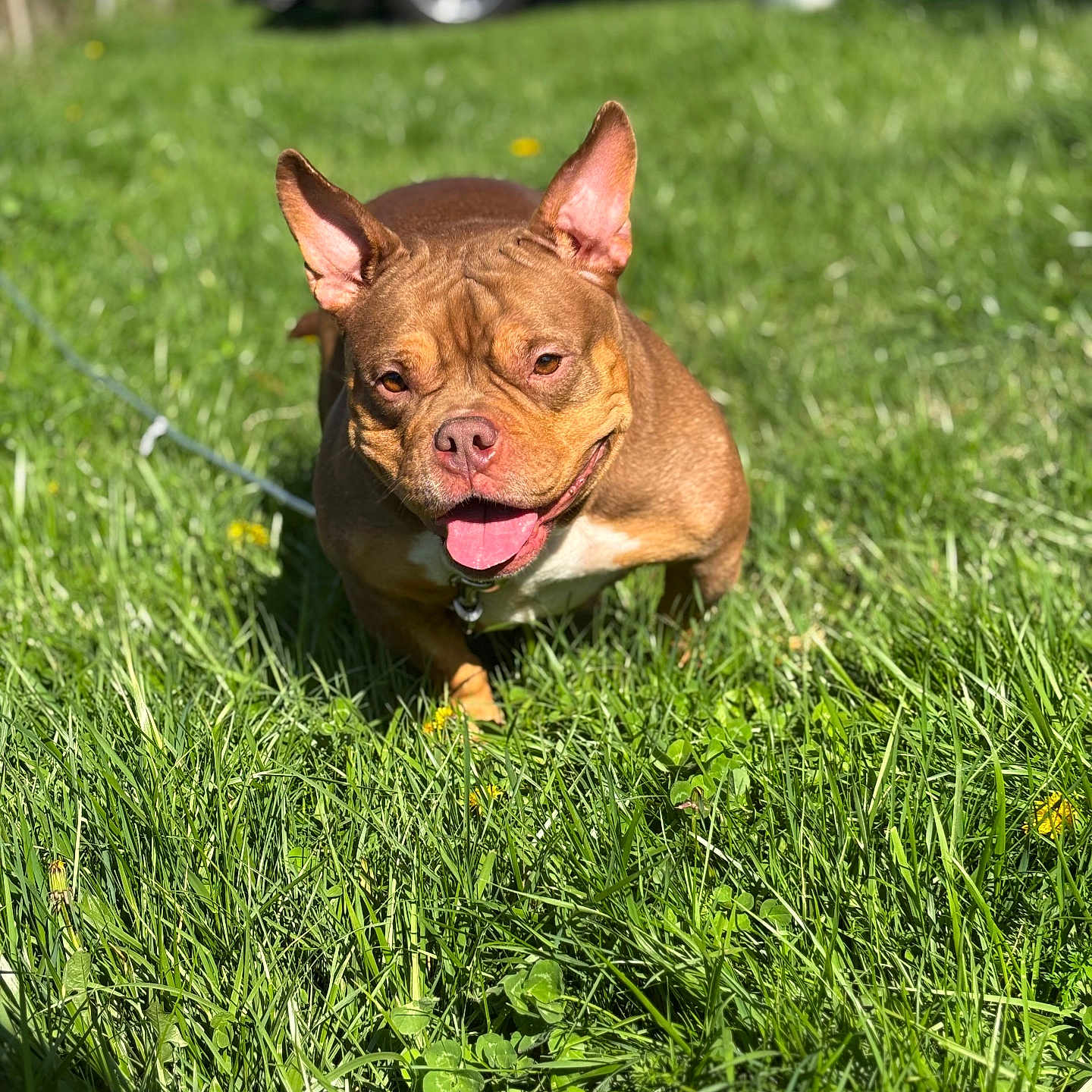 Mileena is registered to the contest to win money with this photo: dog, brown_dog, grass, outdoor, sunny, pet, canine, happy, smiling, ears, tongue, greenery, vehicle, blue_car, daylight, nature, playful, animal, walking, leash