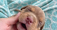Mileena joined the competition — help win amazing prizes! puppy, dog, sleeping, hand, blanket, cute, closeup, young, pet, cozy, soft, brown, snout, animal, furry, relaxing, domestic_animal, resting, comfort, small