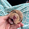 puppy, dog, sleeping, hand, blanket, cute, closeup, young, pet, cozy, soft, brown, snout, animal, furry, relaxing, domestic_animal, resting, comfort, small