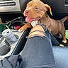 Mileena joined the competition — help win amazing prizes! puppy, dog, car, center_console, can, ripped_jeans, black_jeans, floor, pet, happy, tongue_out, smiling, brown_dog, white_chest, paw, interior, vehicle, seat, clothing, casual