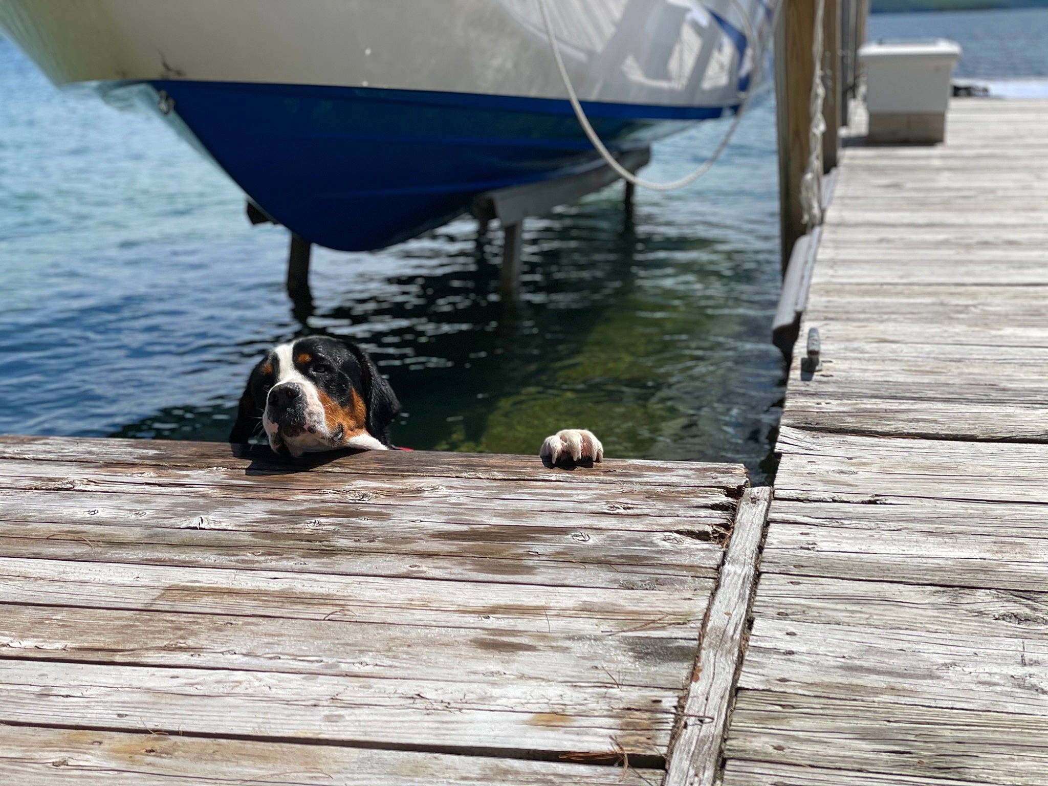 Franklin is registered to the contest to win money with this photo: boat, boats_and_boating_equipment_and_supplies, carnivore, dock, dog, flooring, hardwood, lake, leisure, naval_architecture, plank, rope, ship, skiff, vehicle, water, water_transportation, watercraft, wood, working_animal