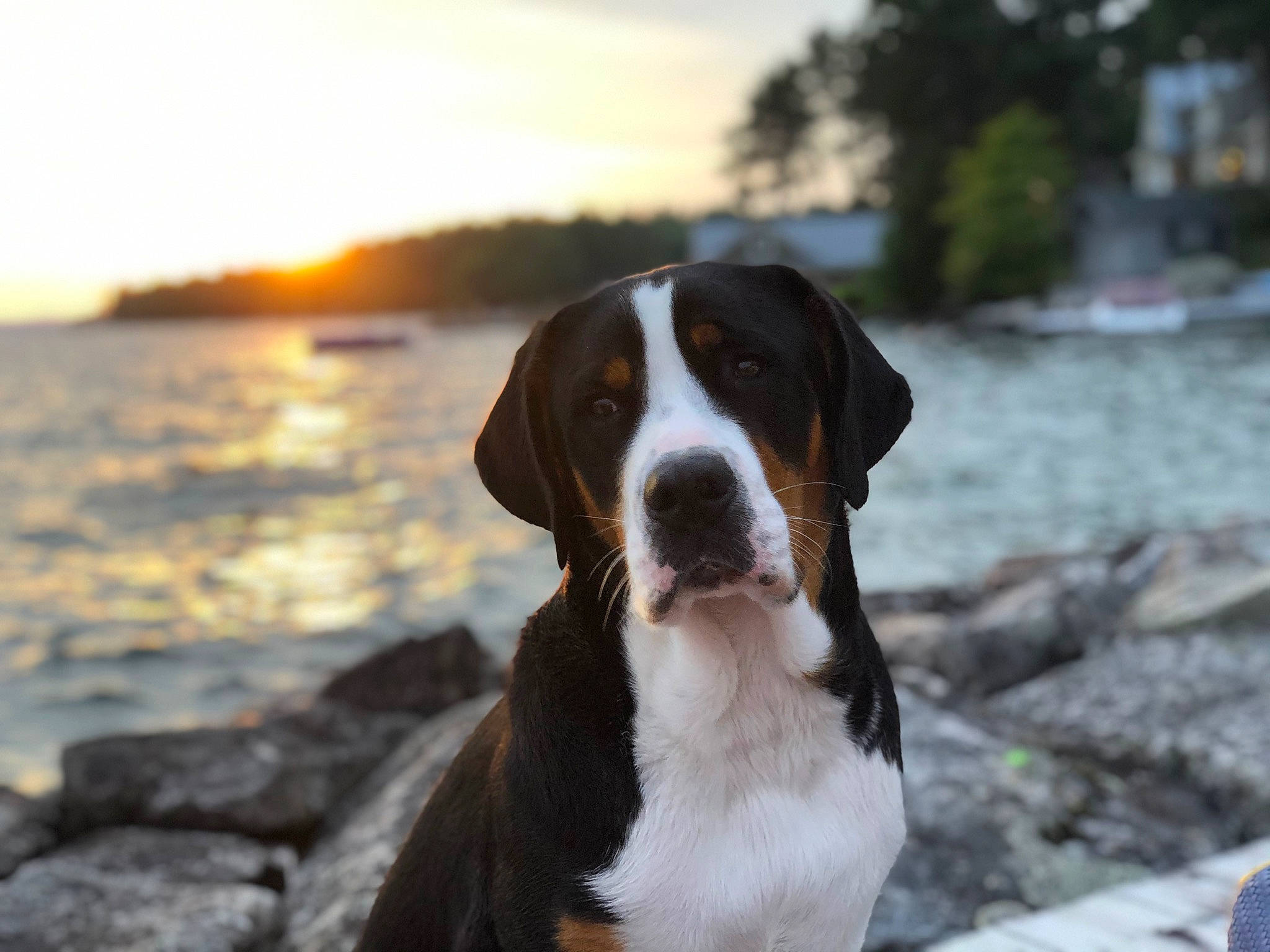 Franklin joined the competition — help win amazing prizes! canidae, carnivore, cloud, collar, companion_dog, dog, dog_breed, dog_collar, fur, gun_dog, hunting_dog, lake, ocean, sky, snout, sporting_group, tree, water, winter, working_dog