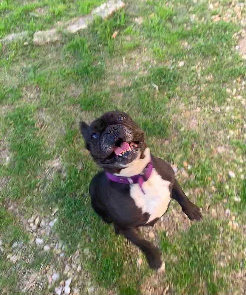 Haïka a rejoint le concours — aidez-le/la à gagner de superbes lots ! boston_terrier, canidae, carnivore, collar, companion_dog, dog, dog_breed, dog_collar, eye, fashion_accessory, fawn, grass, groundcover, leash, plant, pug, snout, soil, sporting_group, tail