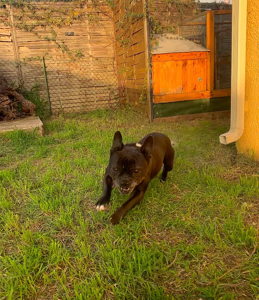 Haïka a rejoint le concours — aidez-le/la à gagner de superbes lots ! dog, dog_breed, domestic_rabbit, door, fawn, grass, grassland, groundcover, landscape, marsupial, pasture, plant, snout, tail, terrestrial_animal, wildlife, wood, working_animal, yard