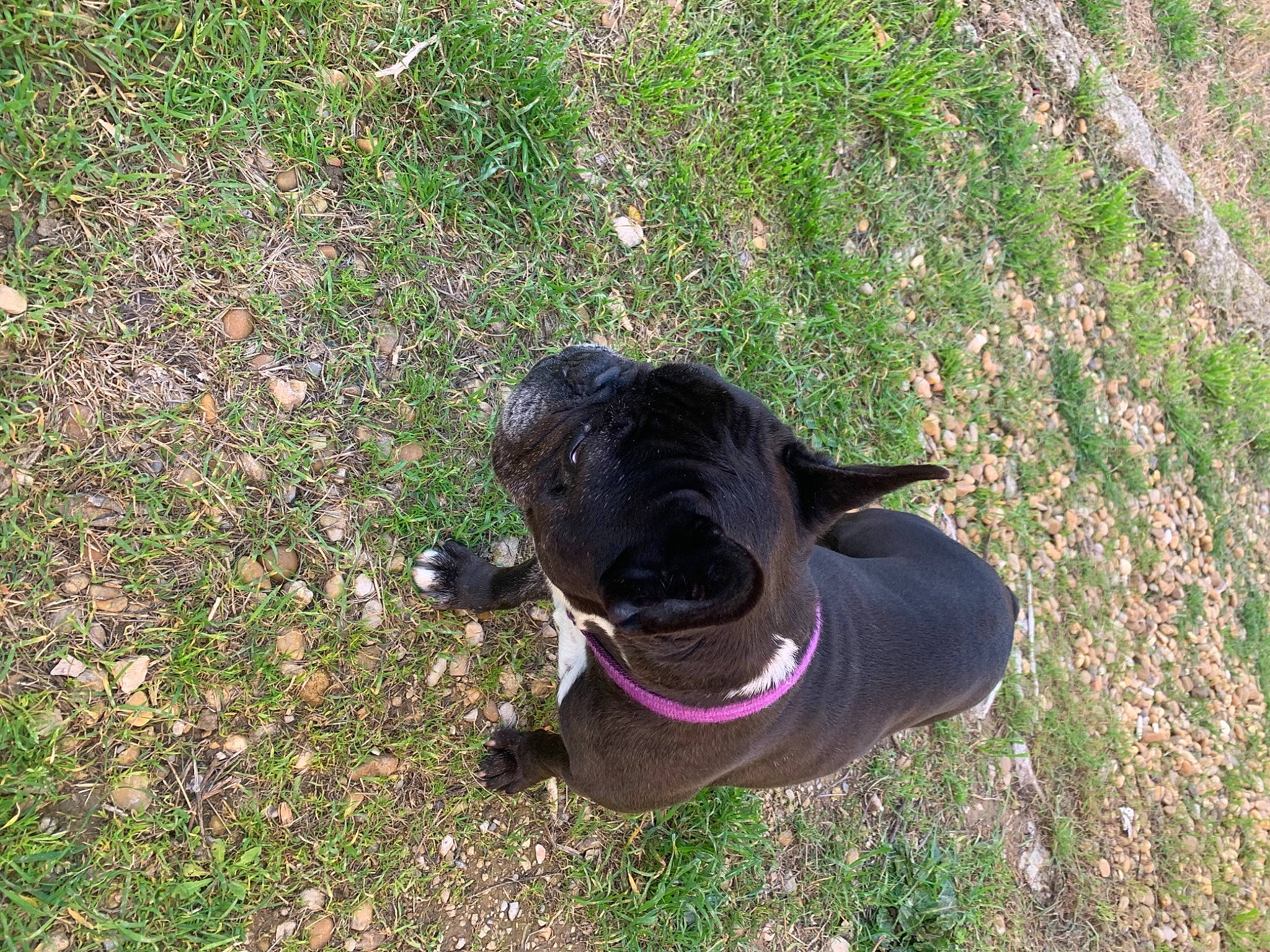 Haïka participe au concours pour gagner de l'argent avec cette photo : carnivore, collar, companion_dog, dog, dog_breed, dog_collar, fashion_accessory, fawn, grass, grass_family, groundcover, lawn, pet_supply, plant, snout, soil, sporting_group, tail, terrestrial_animal, working_animal