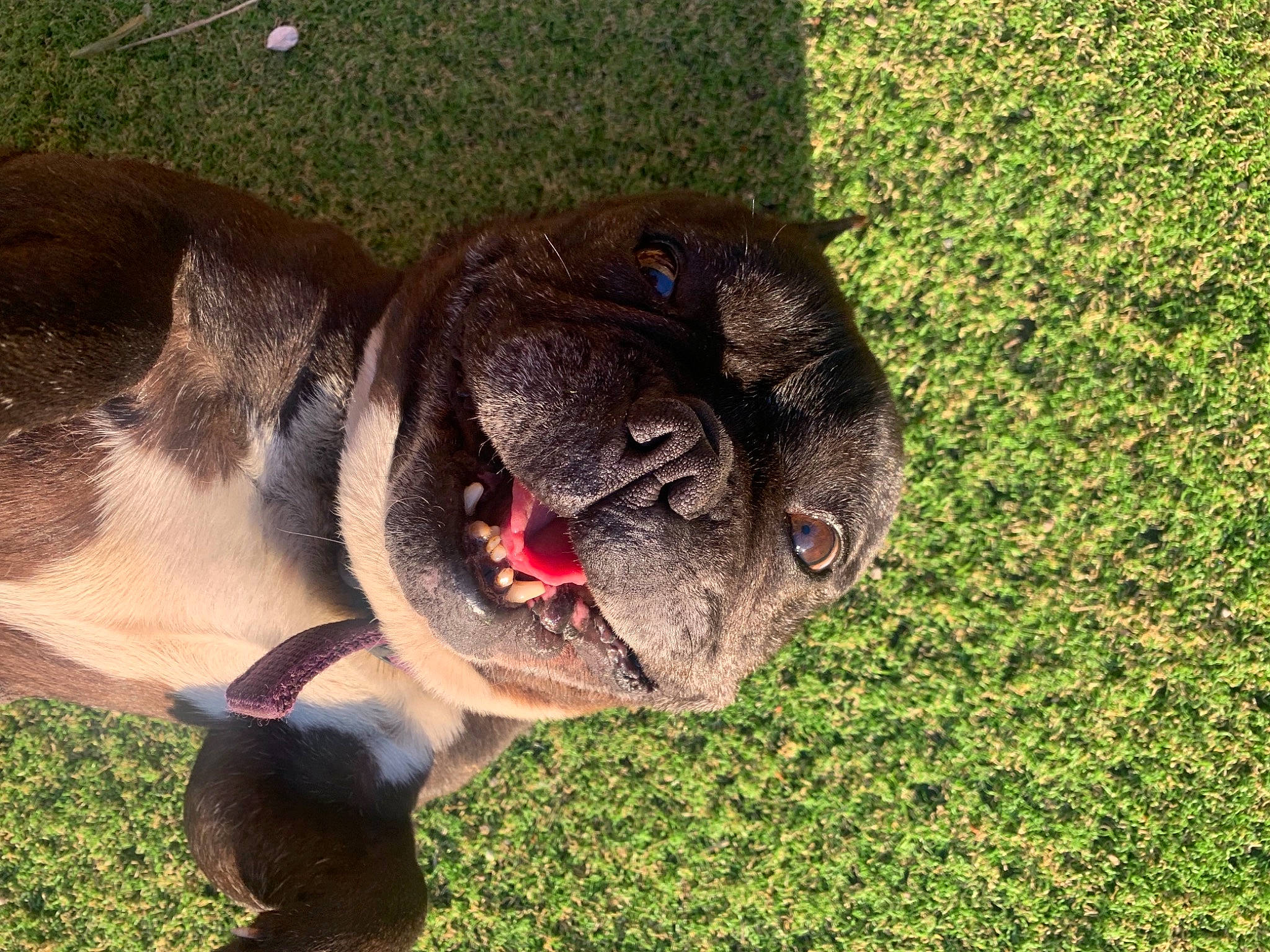 Haïka a rejoint le concours — aidez-le/la à gagner de superbes lots ! canidae, carnivore, collar, companion_dog, dog, dog_breed, dog_collar, fawn, grass, plant, pug, snout, sporting_group, tail, terrestrial_animal, toy_dog, whiskers, working_animal, working_dog, wrinkle