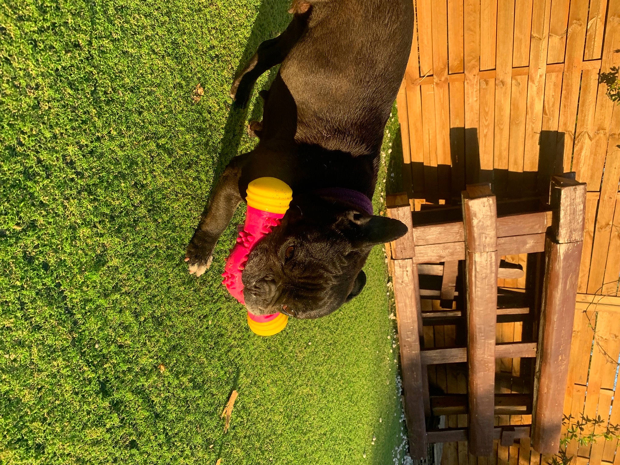 Haïka a rejoint le concours — aidez-le/la à gagner de superbes lots ! canidae, dog, dog_breed, flooring, fun, fur, grass, landscape, leg, leisure, people_in_nature, plant, play, shadow, shrub, soil, sporting_group, tail, tree, wood