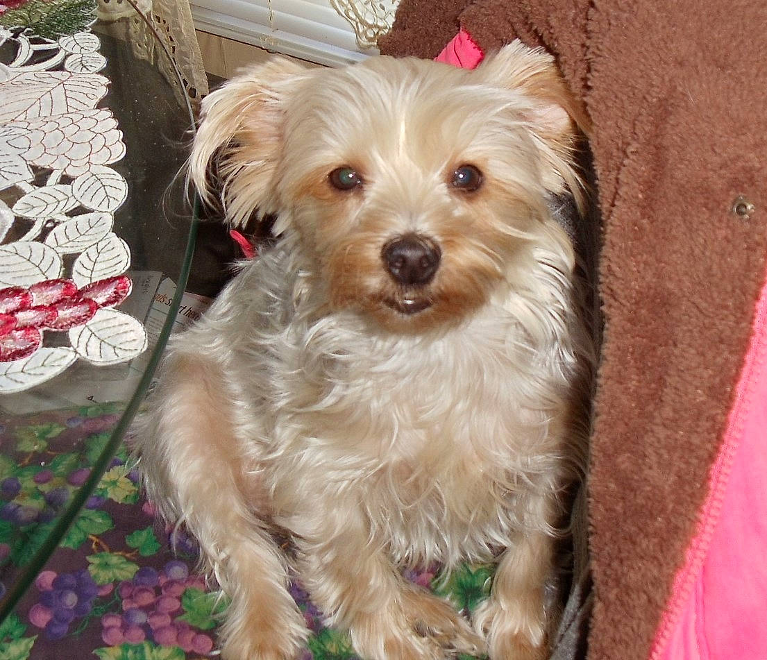 Maggie May joined the competition — help win amazing prizes! basque_shepherd_dog, canidae, carnivore, companion_dog, dog, dog_breed, dutch_smoushond, maltepoo, mammal, morkie, norfolk_terrier, poodle_crossbreed, puppy, rare_breed_dog, schnoodle, sporting_lucas_terrier, terrier, vertebrate, yorkipoo, yorkshire_terrier