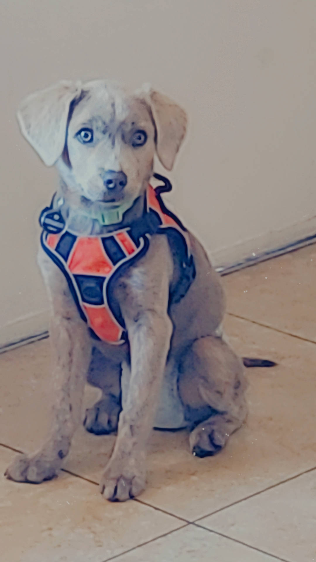 Nala Rose is registered to the contest to win money with this photo: art, canidae, carnivore, companion_dog, dog, dog_breed, dog_clothes, dog_collar, dog_supply, electric_blue, fawn, fur, personal_protective_equipment, pet_supply, snout, sporting_group, tail, toy, toy_dog, working_animal