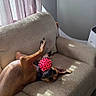 River is registered to the contest to win money with this photo: dog, brown_dog, pet, animal, upside_down, lying_down, belly_up, playful, toy, ball, pink_toy, couch, sofa, living_room, indoors, sunlight, window, curtains, home, relaxed