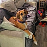 dog, dogs, pet, brown_dog, white_chest, floppy_ears, collar, sitting, lounging, couch, blanket, living_room, home, television, dog_toys, floor, indoor, portrait, relaxed, funny_pose
