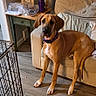River joined the competition — help win amazing prizes! dog, great_dane, brown_dog, sitting, indoors, living_room, armchair, furniture, wood_floor, dog_collar, pet, animal, portrait, looking_at_camera, ears, paws, crate, side_table, curtains, home_decor