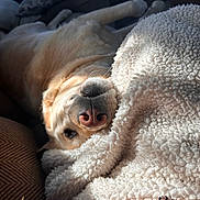 Lucy is registered to the contest to win money with this photo: dog, golden_retriever, blanket, couch, nose, fur, sunlight, cozy, pet, indoor, relaxing, closeup, texture, sleepy, animal, comfort, furniture, home, paw, resting