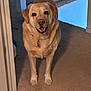 Lucy joined the competition — help win amazing prizes! dog, golden_retriever, pet, indoor, carpet, smiling, canine, animal, friendly, standing, collar, domestic, home, fur, mammal, looking_at_camera, four_legs, ears, tail, tongue