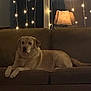 Lucy is registered to the contest to win money with this photo: dog, couch, lamp, string_lights, indoor, pet, brown, relaxed, furniture, lighting, cozy, home, animal, resting, living_room, soft_light, evening, domestic, comfortable, quiet