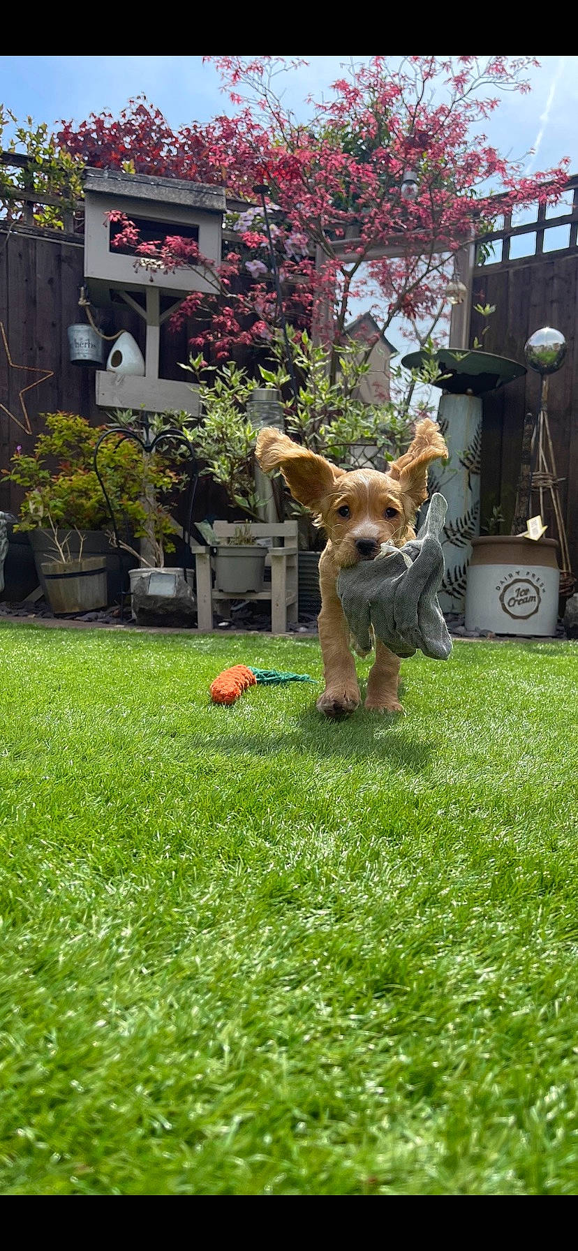 Benny joined the competition — help win amazing prizes! ball, building, carnivore, chair, companion_dog, dog, dog_breed, fawn, football, garden, grass, groundcover, lawn, leisure, plant, snout, sports_equipment, toy, tree, window