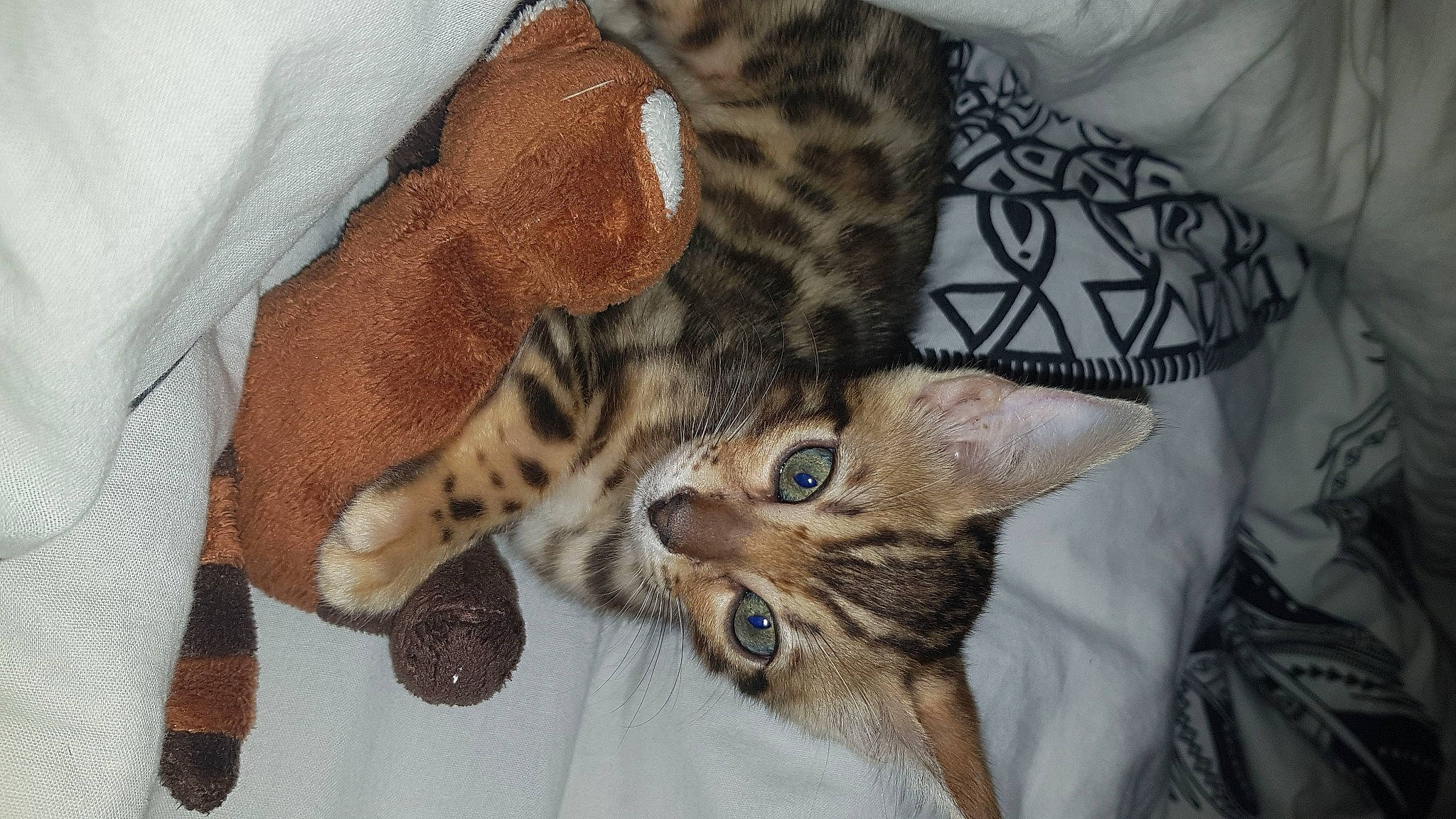 Bagheera participe au concours pour gagner de l'argent avec cette photo : asian, australian_mist, bengal, california_spangled, carnivore, cat, chausie, dragon_li, egyptian_mau, european_shorthair, felidae, kitten, mammal, ocicat, pixie_bob, savannah, small_to_medium_sized_cats, toyger, vertebrate, whiskers