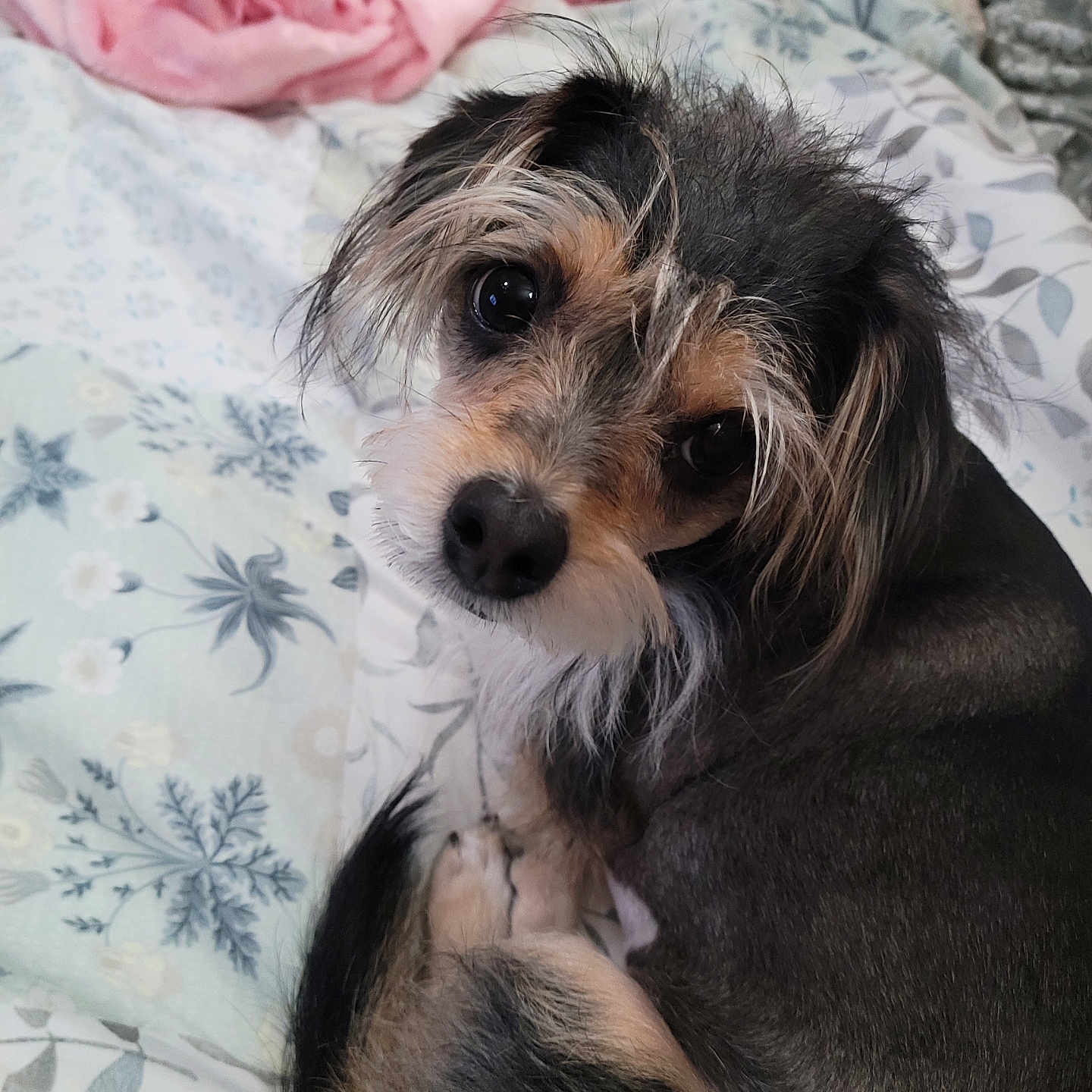 Inu is registered to the contest to win money with this photo: animal, bed, bedroom, blanket, canine, cockerspaniel, couch, cushion, dog, furniture, homedecor, hound, indoors, linen, papillon, pet, poodle, puppy, room, terrier